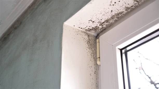 Best Mold Cleaning Services  in Marmora, NJ