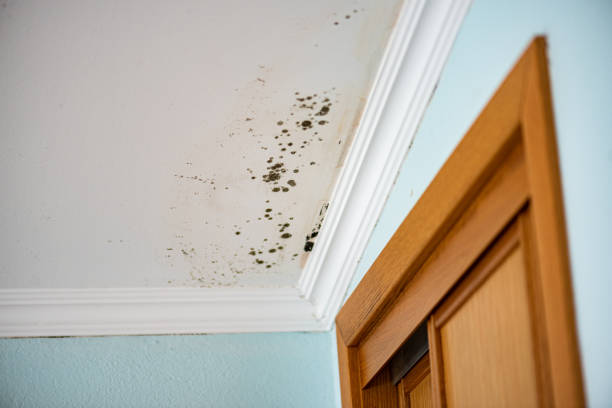 Best Local Mold Removal Service  in Marmora, NJ