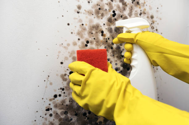 Best Affordable Mold Removal  in Marmora, NJ