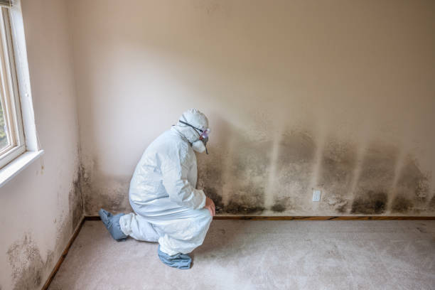 Best Black Mold Removal  in Marmora, NJ