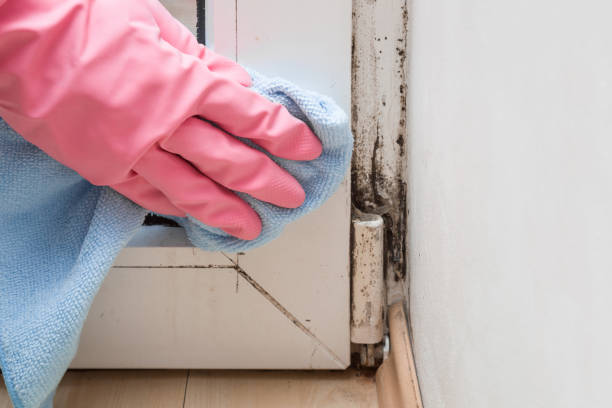 Best Affordable Mold Removal  in Marmora, NJ